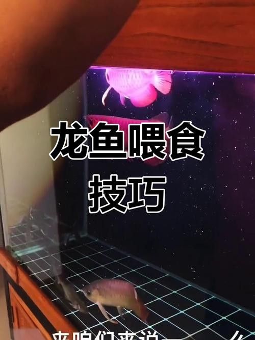 龍魚訓食飼料