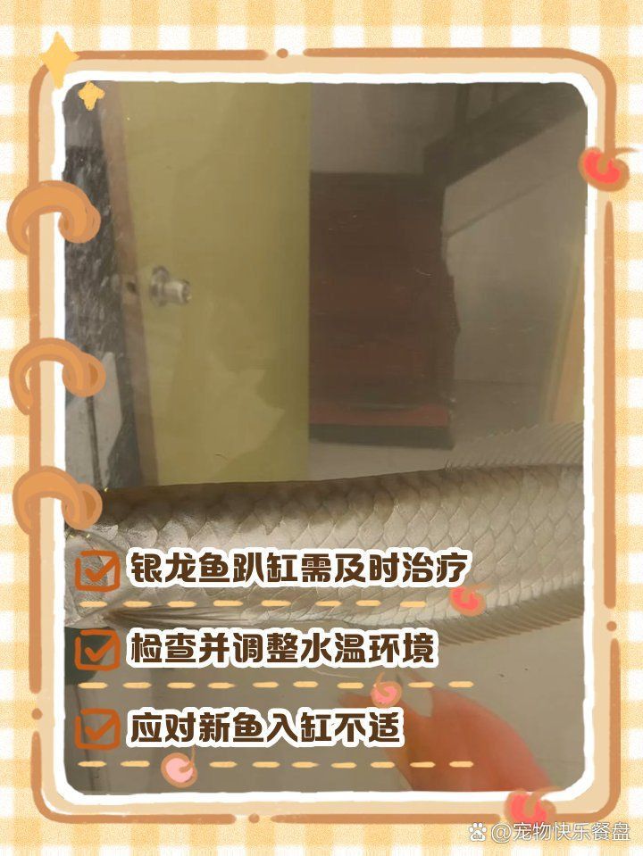 銀龍魚趴缸多久會恢復？