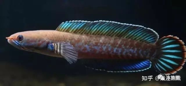 奶茶雷龍成魚多大：關于奶茶雷龍魚成魚大小的詳細信息