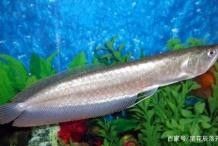 銀龍魚(yú)照什么色的燈光