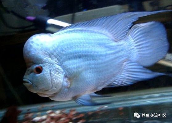 如何降低深海紅龍魚的重金屬污染風(fēng)險(xiǎn)？