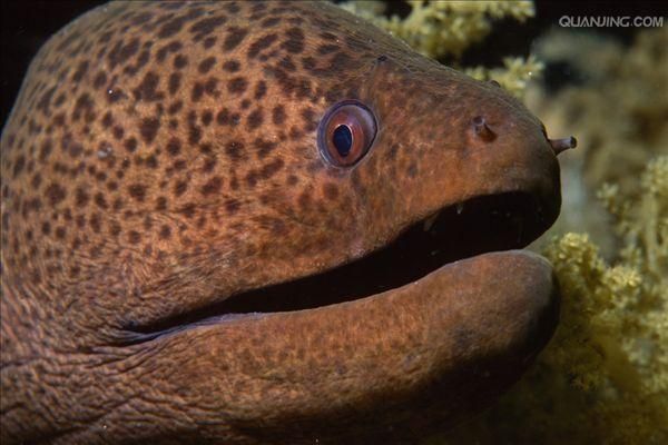 如何降低深海紅龍魚的重金屬污染風(fēng)險(xiǎn)？