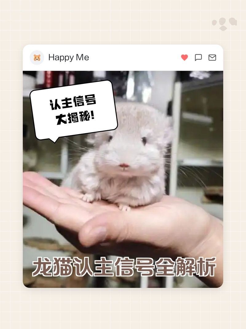 龍貓回籠訓(xùn)練需要多長(zhǎng)時(shí)間
