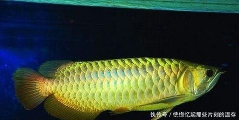 怎樣讓龍魚尾鰭變大
