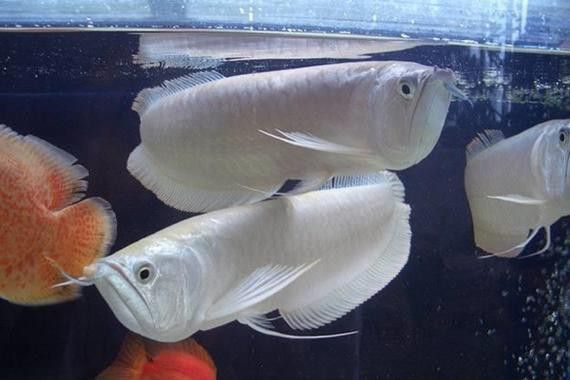 白金龍魚的價格