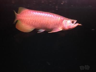 關于像小龍一樣的白色的魚，根據搜索結果有幾種可能：像小龍一樣的白色的魚
