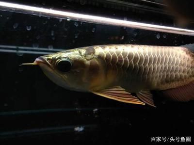 關于像小龍一樣的白色的魚，根據搜索結果有幾種可能：像小龍一樣的白色的魚