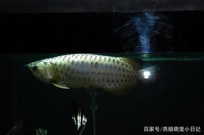 龍魚飼養(yǎng)技術要點總結報告范文怎么寫？：龍魚飼養(yǎng)技術要點總結報告范文怎么寫龍魚飼養(yǎng)技術要點
