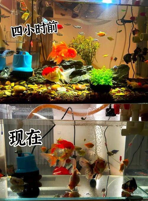 養(yǎng)龍魚是裸缸好還是放石頭好