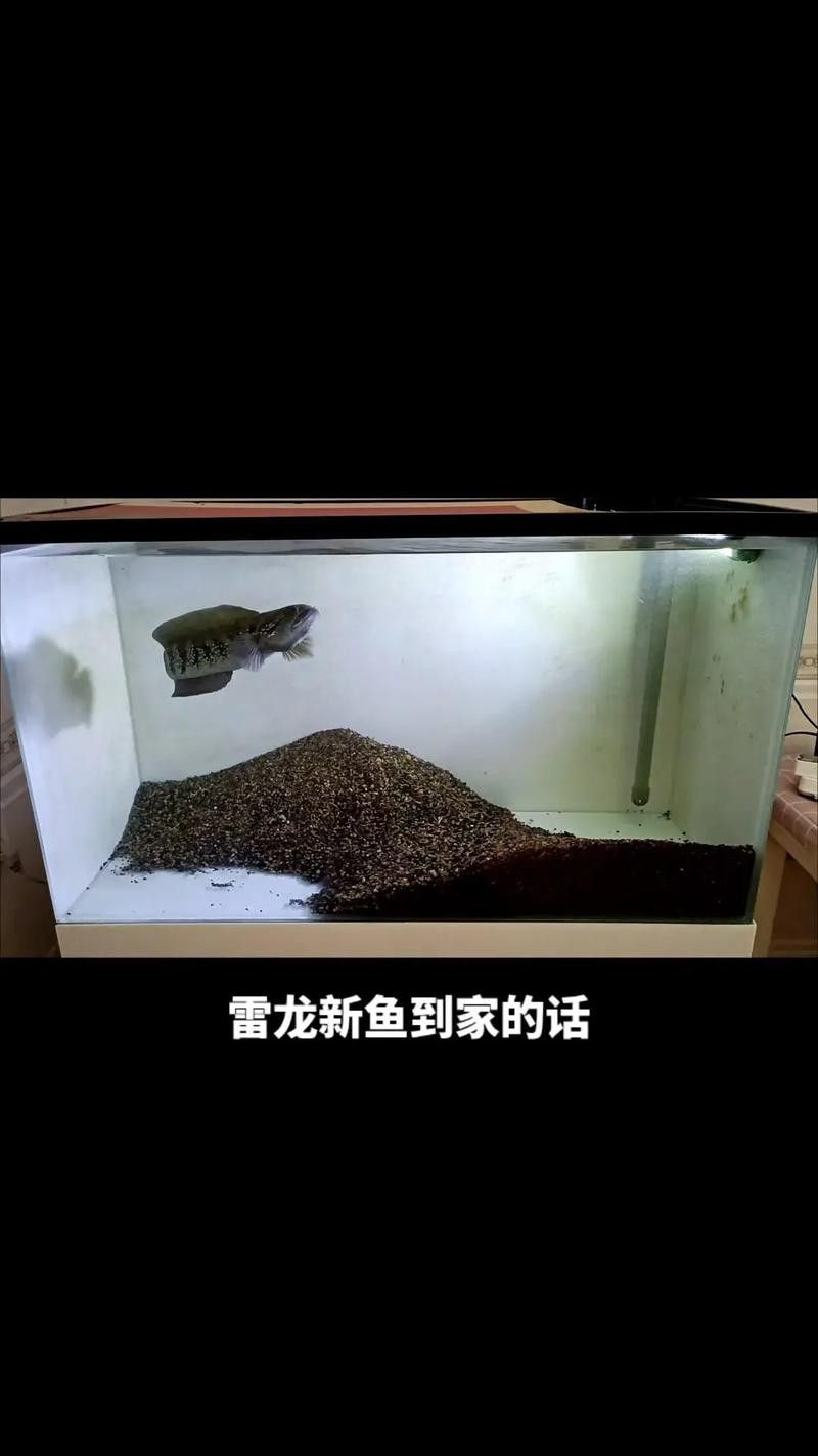 養(yǎng)龍魚是裸缸好還是放石頭好