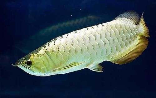 養(yǎng)龍魚是裸缸好還是放石頭好