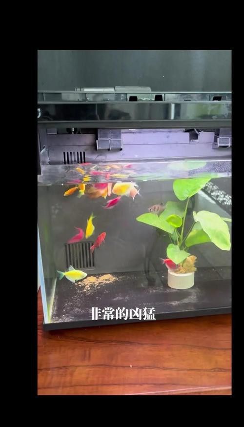 養(yǎng)龍魚是裸缸好還是放石頭好