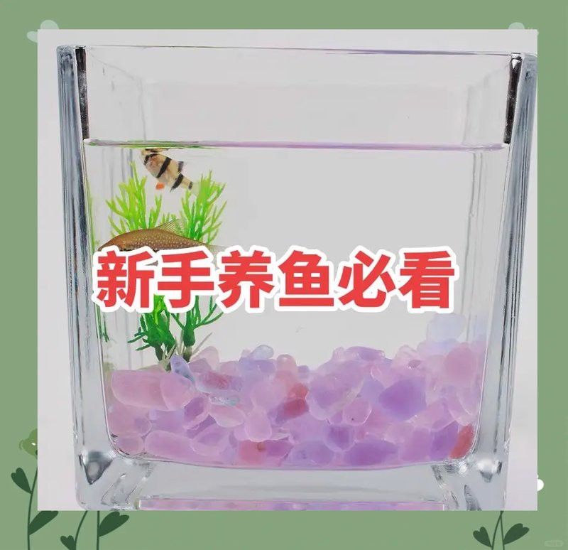養(yǎng)龍魚是裸缸好還是放石頭好