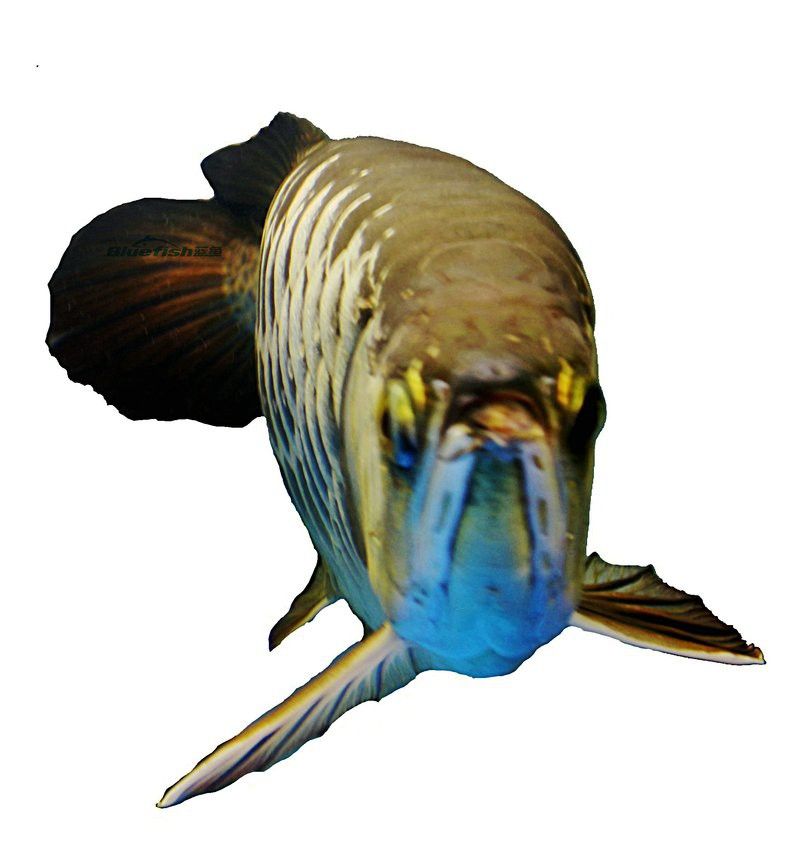 養(yǎng)龍魚是裸缸好還是放石頭好