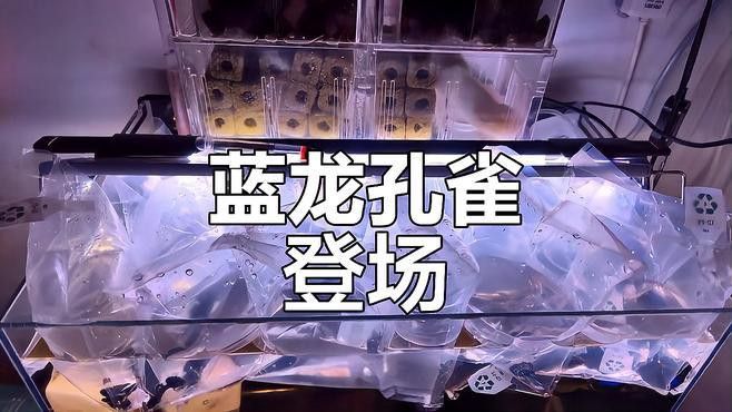 藍色龍魚價格