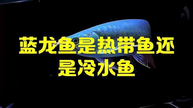 藍色龍魚價格