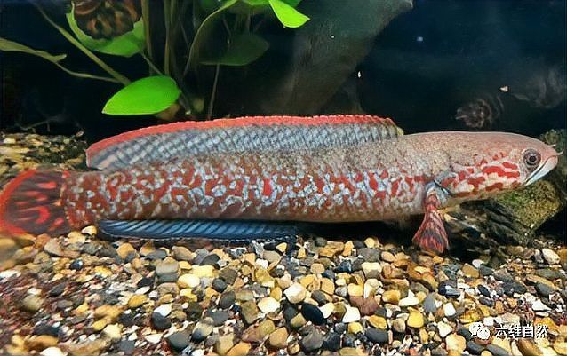 藍色龍魚價格