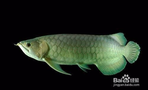龍魚能不能吃海蝦？：關于龍魚吃海蝦的詳細信息