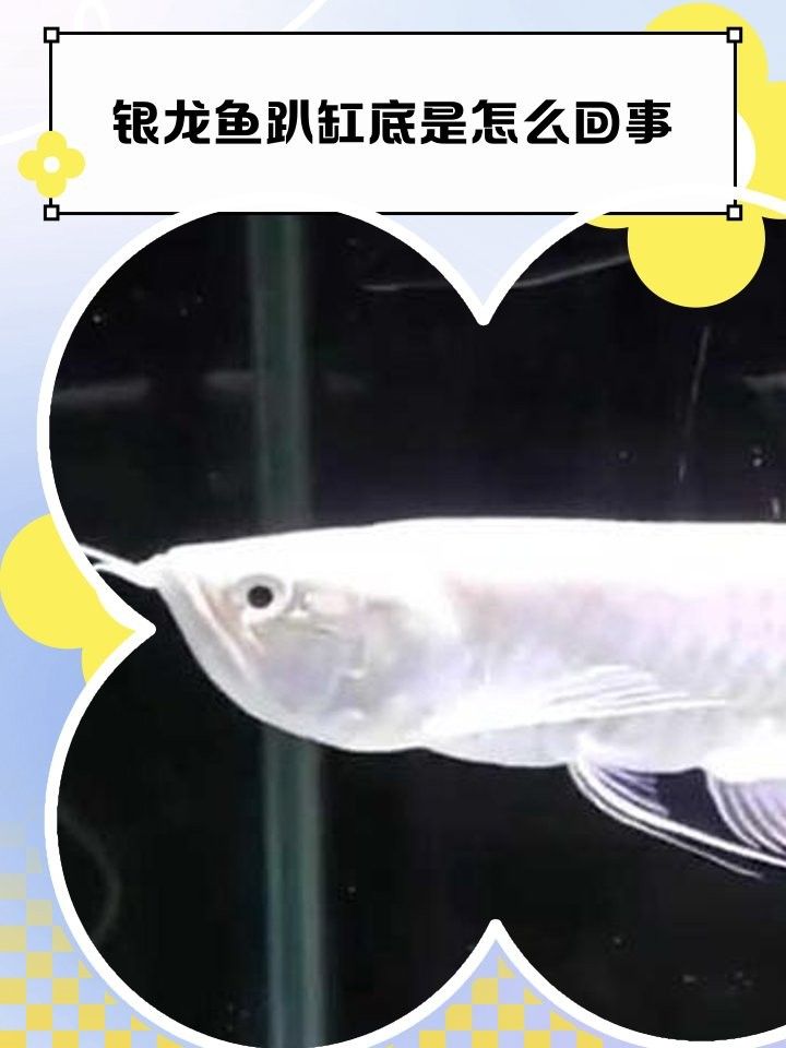 銀龍魚休息的時候會趴缸嗎