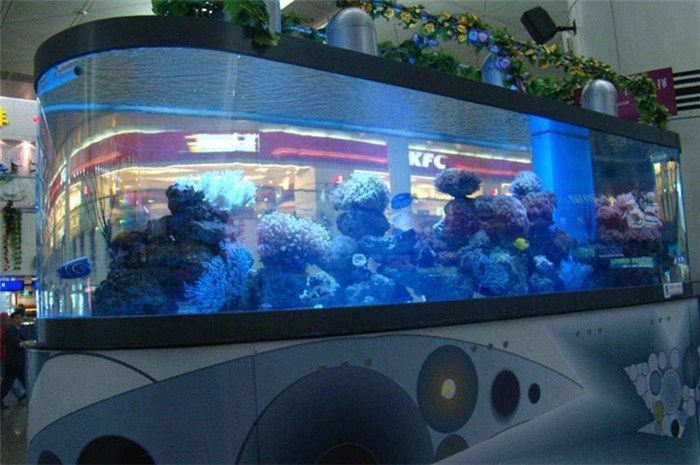 龍魚商家推薦怎么做：選擇龍魚商家需要考慮多個因素，龍魚商家推薦怎么做