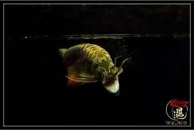 龍魚被咬死會死嗎：龍魚被咬死了會死嗎，