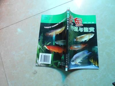 龍魚的選擇與鑒賞：如何選擇和鑒賞龍魚