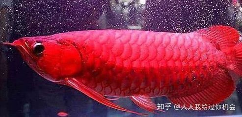 龍魚飼料魚怎么選擇，龍魚專用活餌選購技巧，
