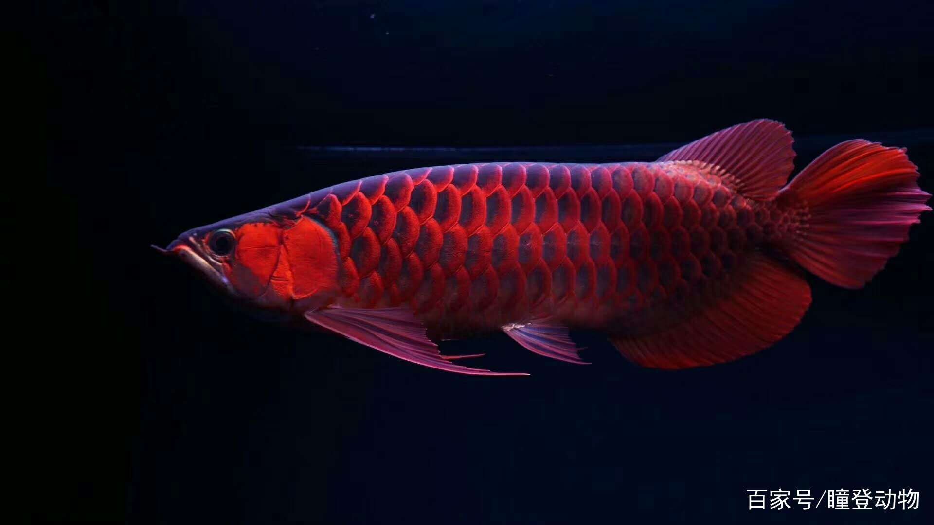 紅龍魚品種分類圖（紅龍魚品種分類知乎專欄紅龍魚品種分類知乎專欄）