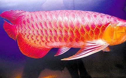 紅龍魚品種分類圖（紅龍魚品種分類知乎專欄紅龍魚品種分類知乎專欄）