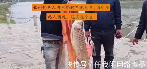 龍魚換地后多久開(kāi)口（龍魚換地后開(kāi)口吃食的時(shí)間） 龍魚換地后多久開(kāi)口（龍魚換地后開(kāi)口吃食的時(shí)間） 龍魚百科