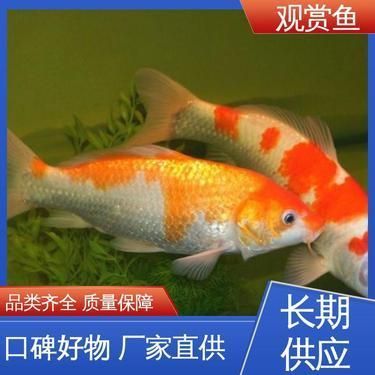 觀賞魚品種鑒別技巧：攀鱸科觀賞魚的鑒別技巧對(duì)于養(yǎng)魚愛好者來說至關(guān)重要 觀賞魚品種鑒別技巧：攀鱸科觀賞魚的鑒別技巧對(duì)于養(yǎng)魚愛好者來說至關(guān)重要 龍魚百科 第1張