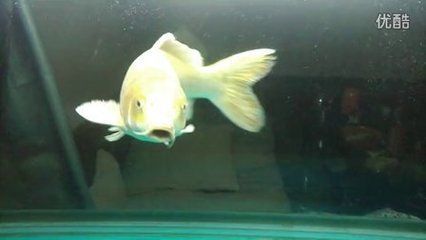 龍魚尾巴手術