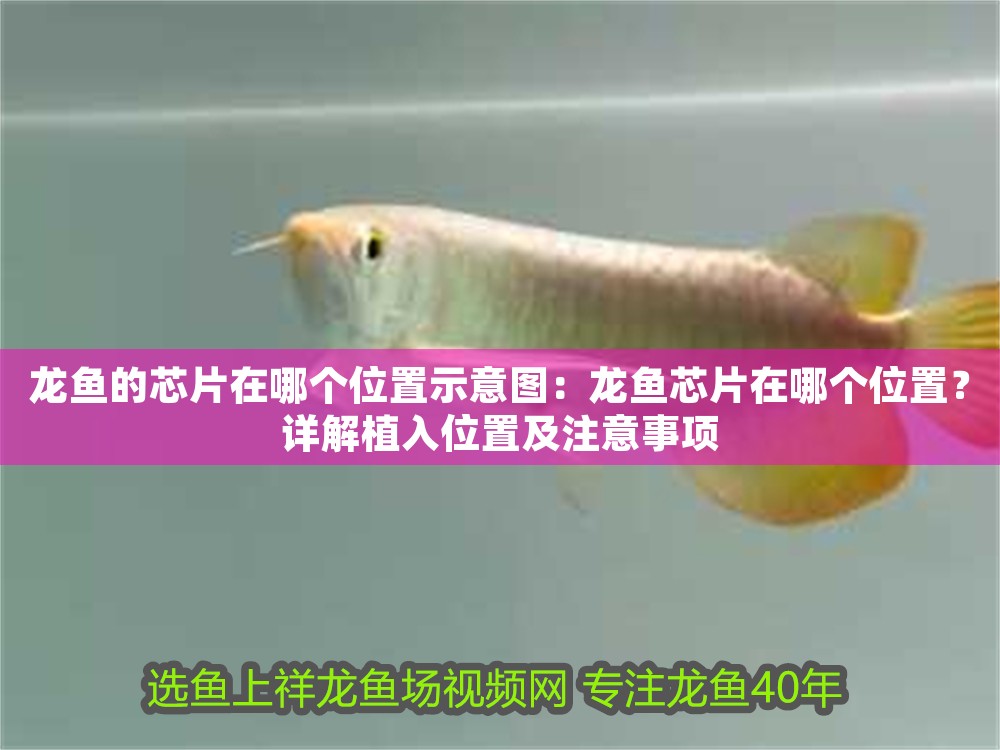 龍魚的芯片在哪個(gè)位置示意圖：龍魚芯片在哪個(gè)位置？詳解植入位置及注意事項(xiàng)