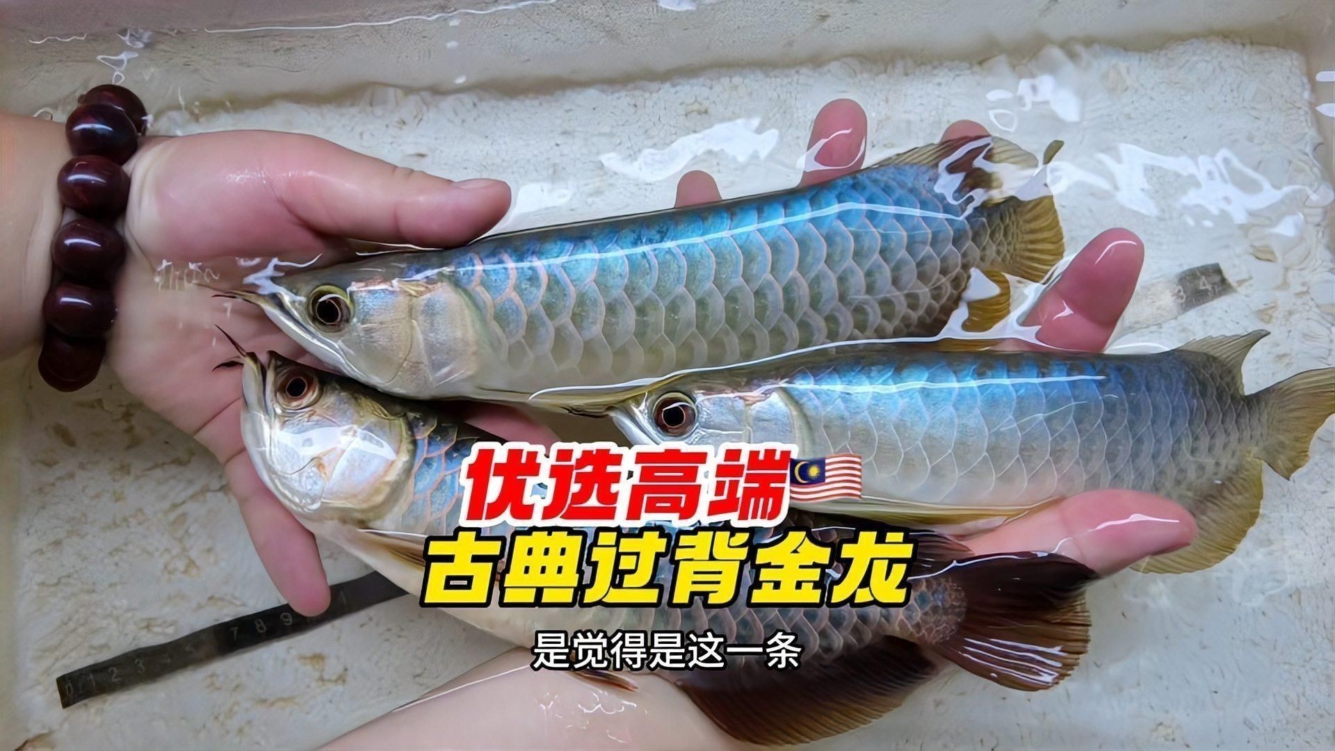 賽級古典藍底過背金龍