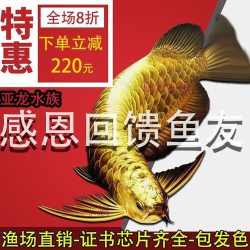 賽級古典藍底過背金龍