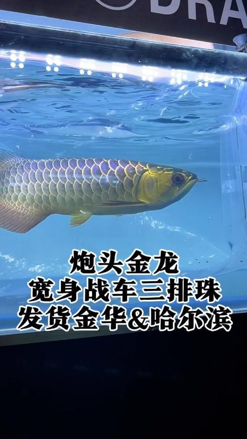 賽級古典藍底過背金龍