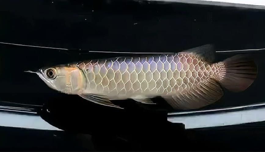 賽級古典藍底過背金龍