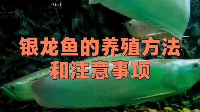 銀龍魚養(yǎng)殖技術有哪些突破？