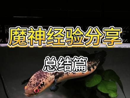 森塔倫黃魔神雷龍魚