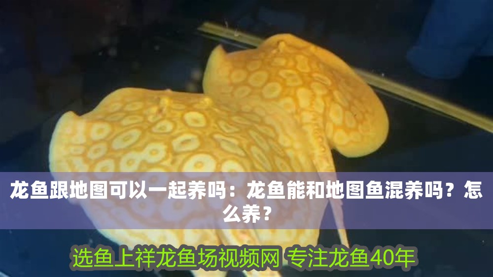 龍魚(yú)跟地圖可以一起養(yǎng)嗎：龍魚(yú)能和地圖魚(yú)混養(yǎng)嗎？怎么養(yǎng)？