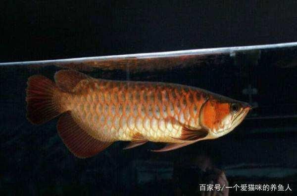 龍魚用led燈跟nec燈哪個好：金龍系和紅龍系龍魚增色燈選擇指南