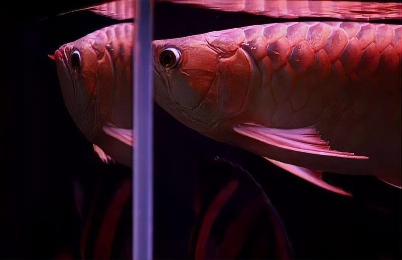 魚缸黑底白背景適合養紅龍魚嗎