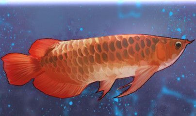 紅龍魚用什么燈好看又漂亮（養紅龍魚用什么燈好）