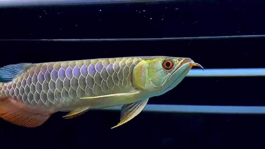 過背金龍魚發(fā)色階段圖解 龍魚百科 第10張 過背金龍魚發(fā)色階段圖解 過背金龍魚發(fā)色階段圖解 龍魚百科 第10張