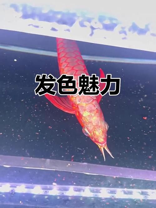 過背金龍魚發(fā)色階段圖解 龍魚百科 第34張 過背金龍魚發(fā)色階段圖解 過背金龍魚發(fā)色階段圖解 龍魚百科 第34張
