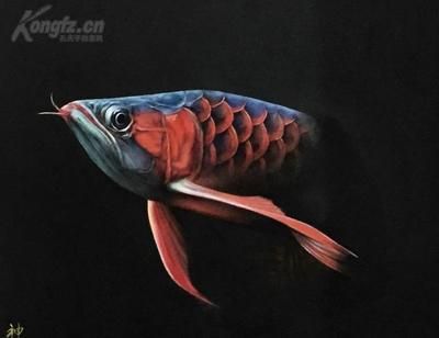 龍魚協(xié)會(huì)（中國(guó)漁業(yè)協(xié)會(huì)龍魚分會(huì)） 龍魚協(xié)會(huì)（中國(guó)漁業(yè)協(xié)會(huì)龍魚分會(huì)） 龍魚百科 第4張