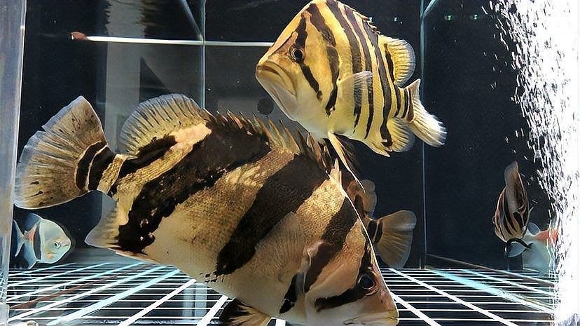 飛鳳和龍魚能混養嗎