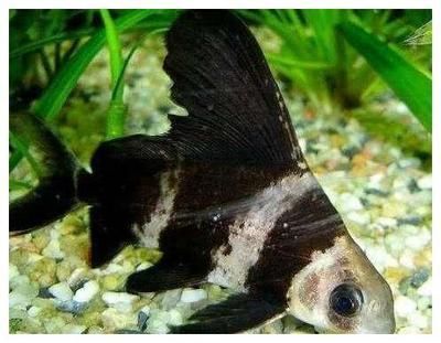 銀龍魚苗水溫過高處理方法：處理銀龍魚苗水溫過高的幾種方法