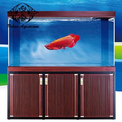 透明缸可以養(yǎng)龍魚嗎（透明缸可以養(yǎng)龍魚的，但有些條件和注意事項需要考慮）