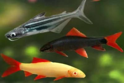 龍魚害怕的表現(xiàn)：龍魚害怕時(shí)的一些具體表現(xiàn)